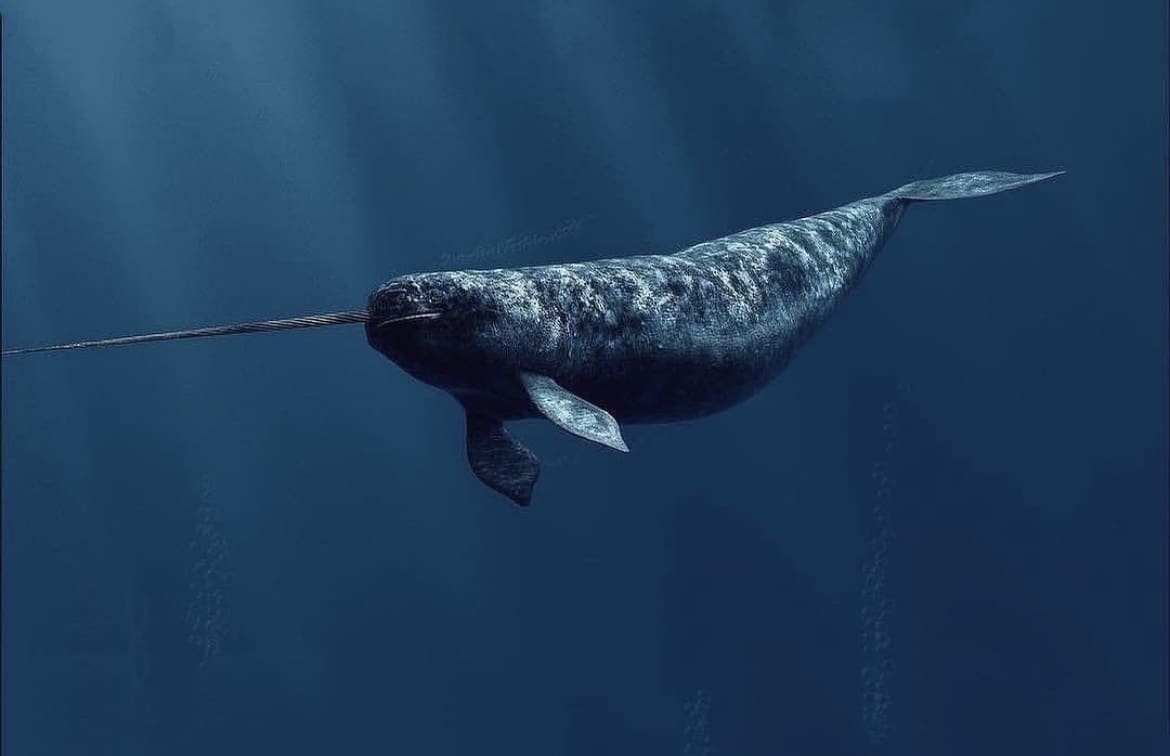 Narwhal: The Unicorn of the Sea