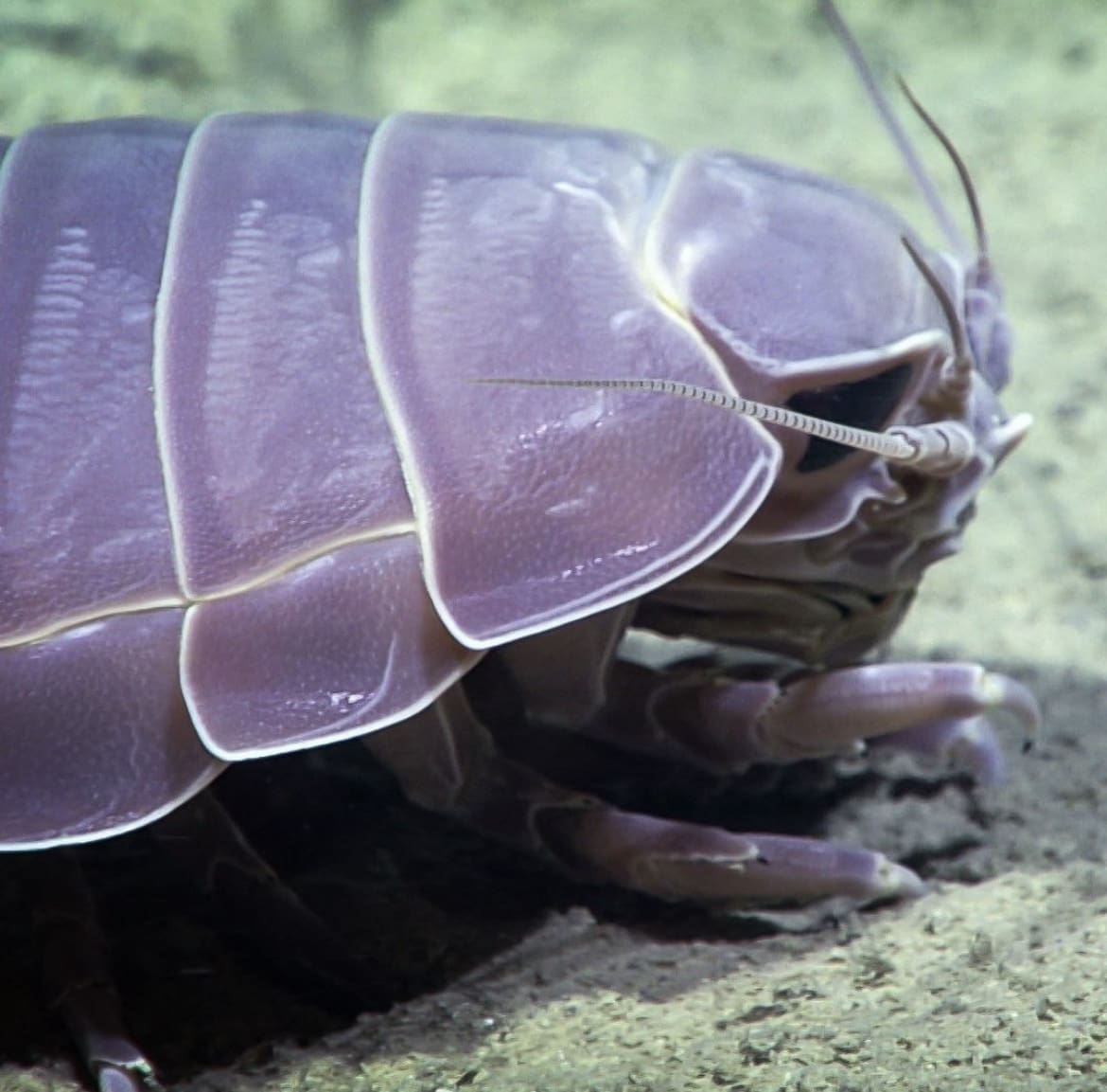 Giant Isopod: The Deep-Sea's Armored Giant