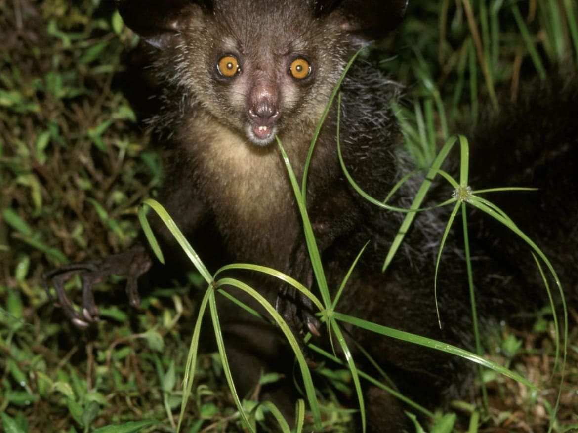 Nocturnal wildlife