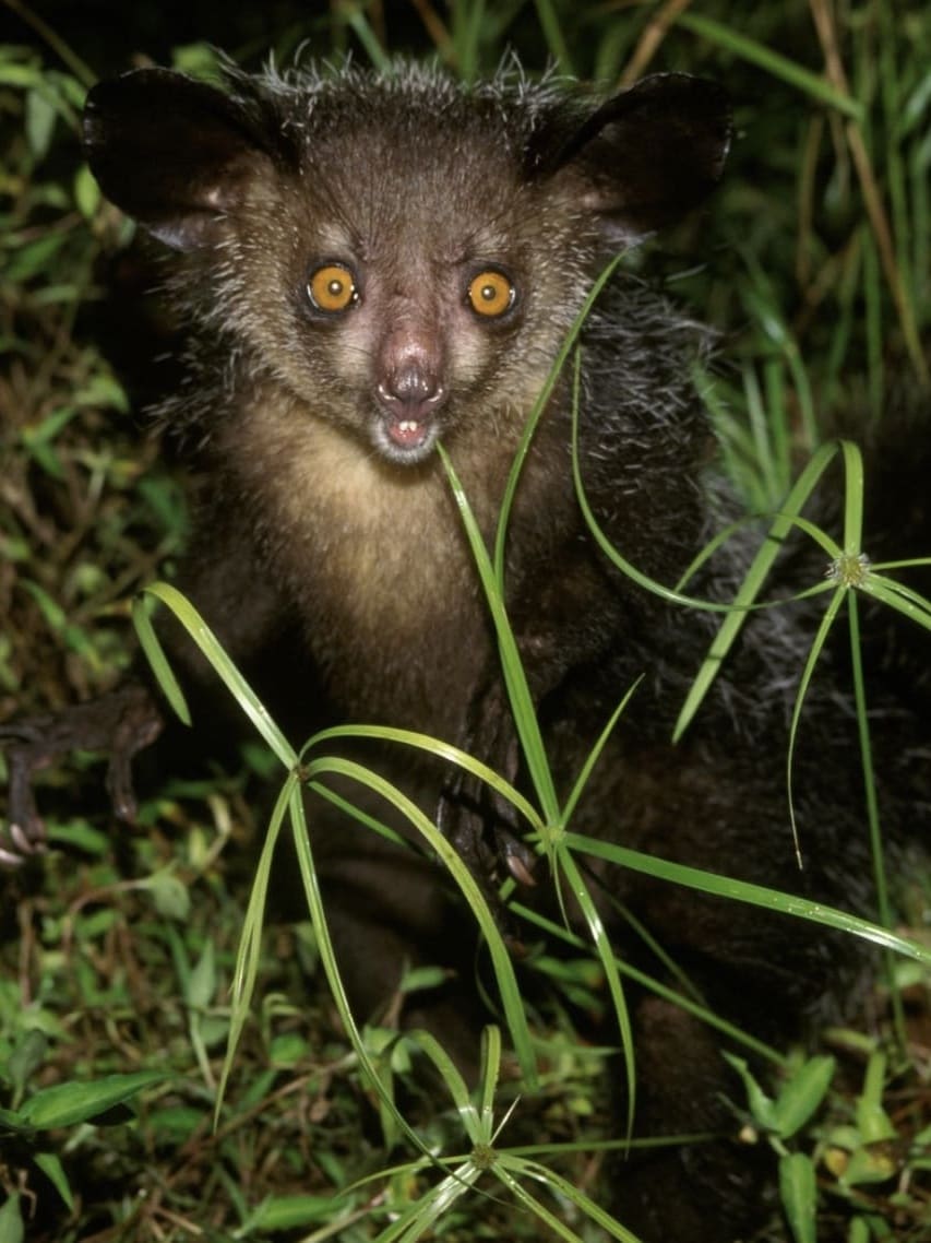 Nocturnal wildlife