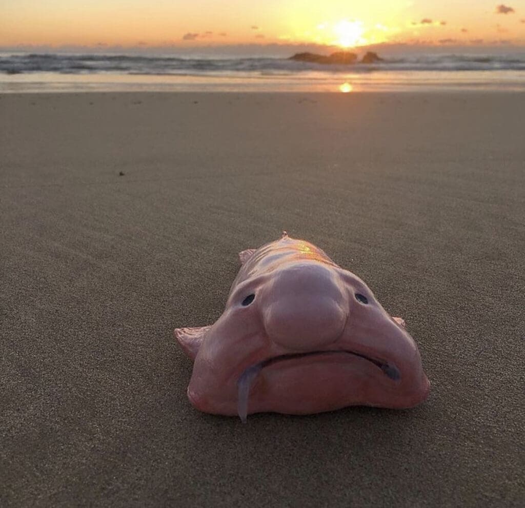Get To Know The Blob Fish Facts Myths And Photos Wildest Get To Know The Blob Fish Facts Myths And Photos Wildest
