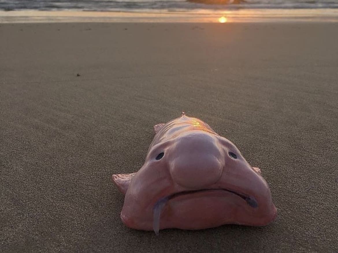 the ugliest underwater animals