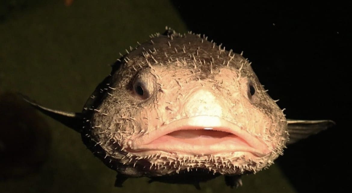 The ugliest animals underwater
