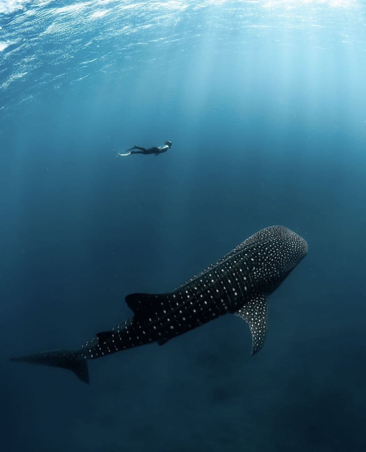 Diving with whale sharks in Australia