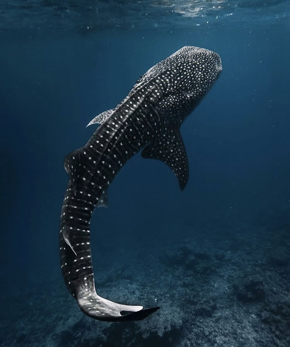 Whale shark in the Maldives