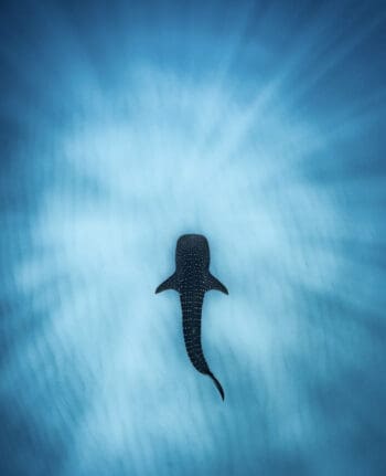 Get To Know The Whale Shark - Facts, Myths and Photos | Wildest