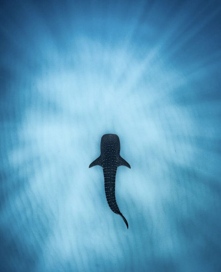 Get To Know The Whale Shark - Facts, Myths and Photos | Wildest