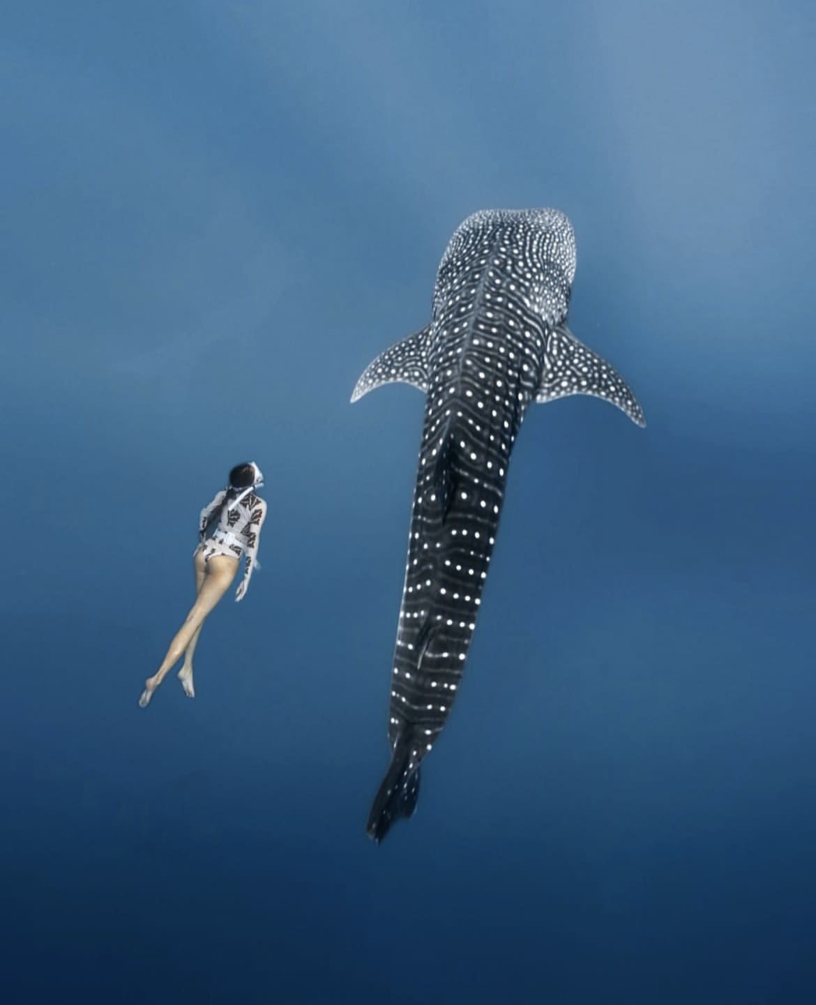 Swimming with whale sharks