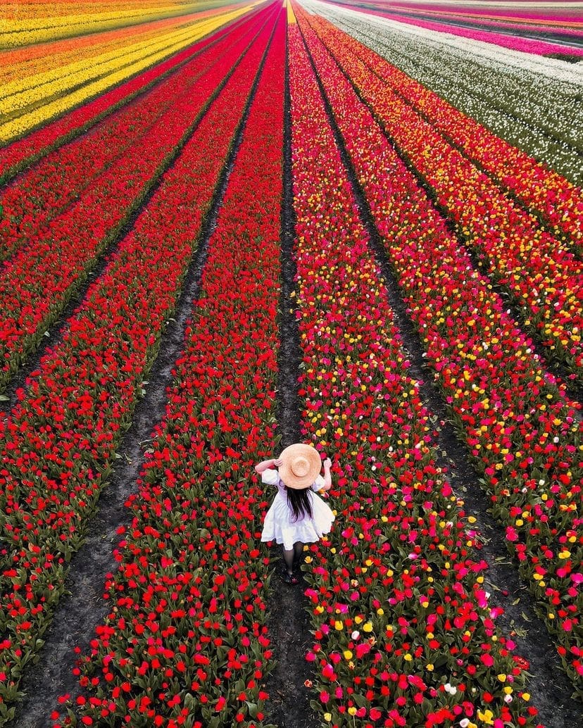 Tulip Fields in Lisse