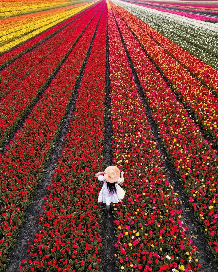 Tulip Fields in Lisse - Tulip Gardens Near Amsterdam