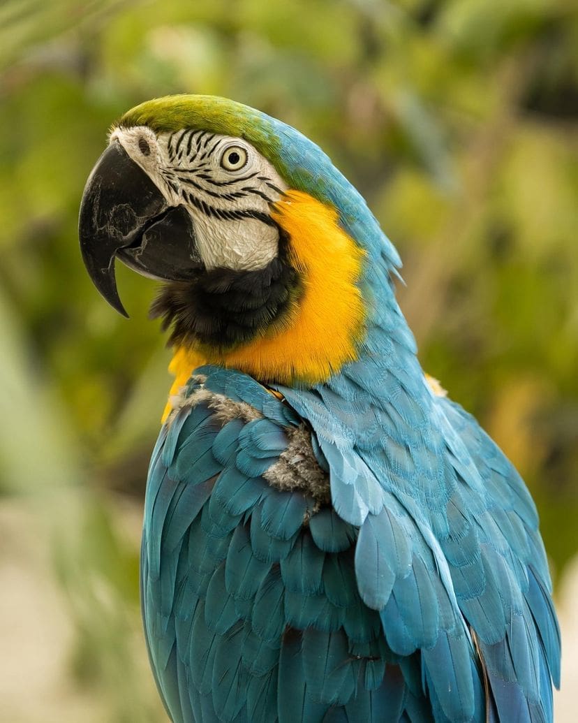 Blue and Yellow Macaw