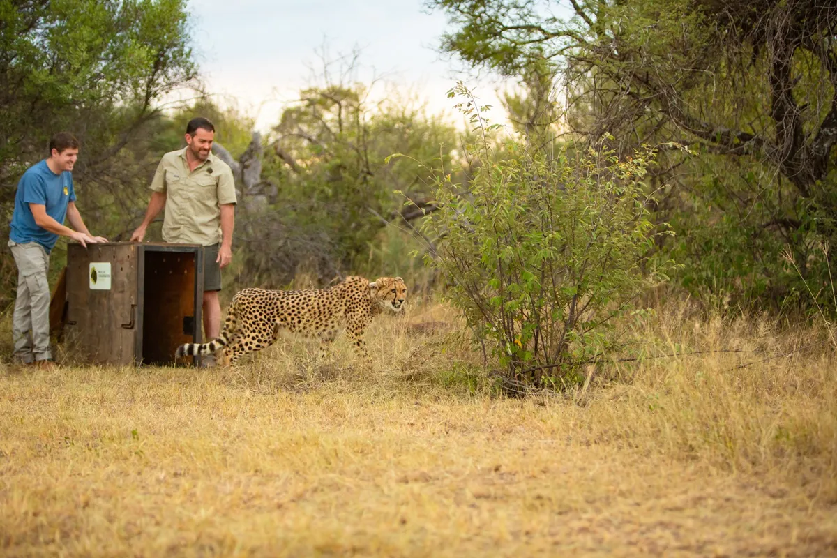 Edie has been translocated to South Africa to increase the genetic diversity of free-ranging cheetah populations.