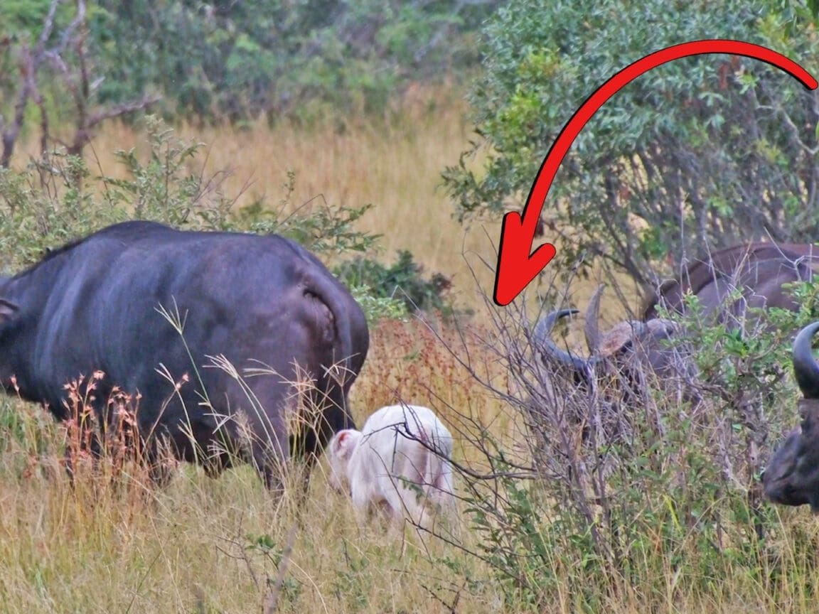 White Buffalo spotted in Kruger National Park