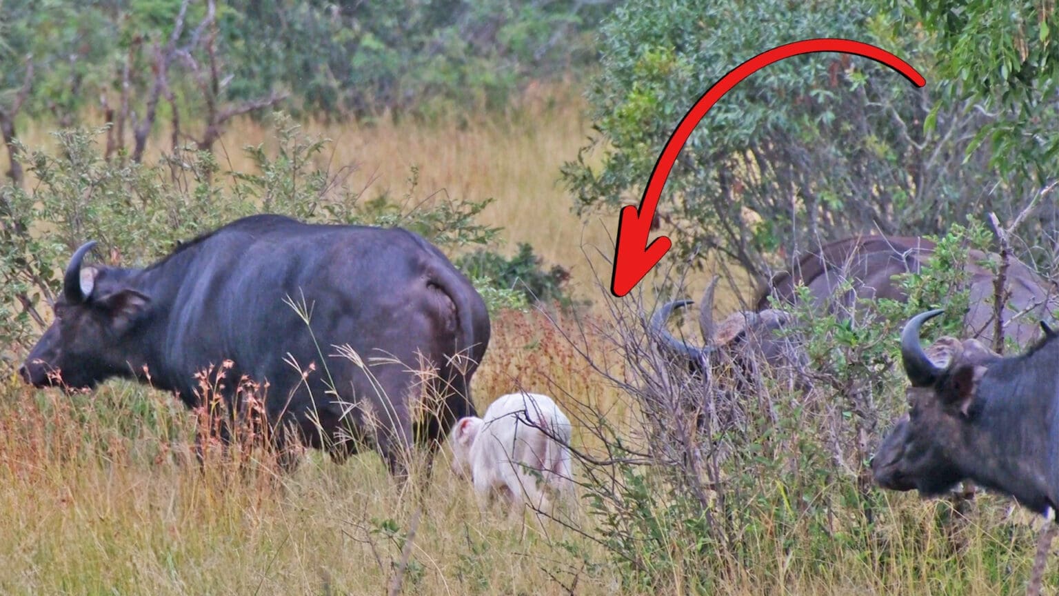 White Buffalo spotted in Kruger National Park