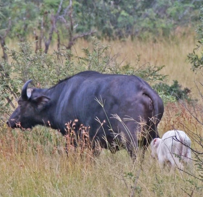 White Buffalo spotted in Kruger National Park