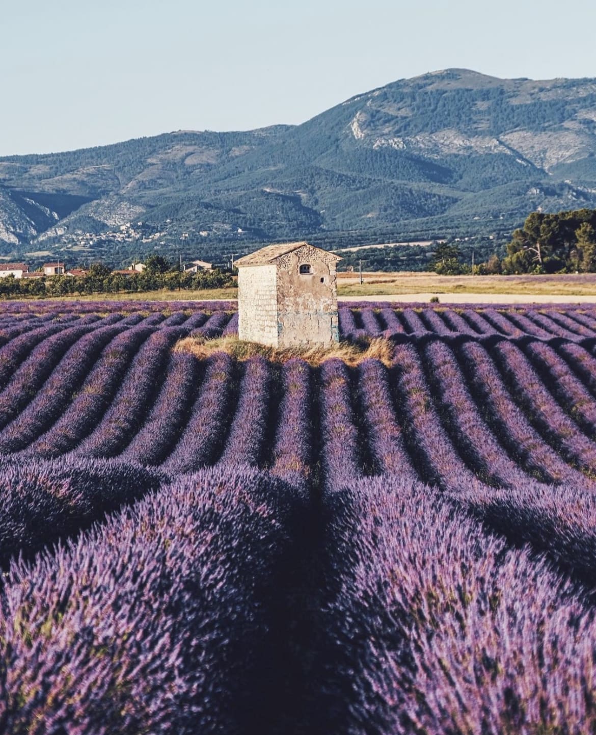 Lavender Fields in Provence - 12 Of The Best Places To Visit In France