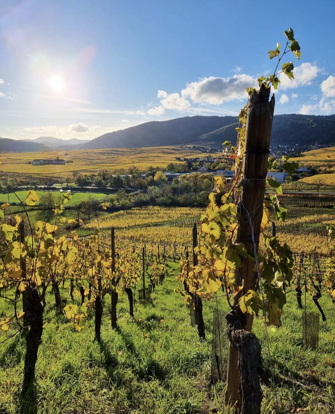 Alsace Wine Route