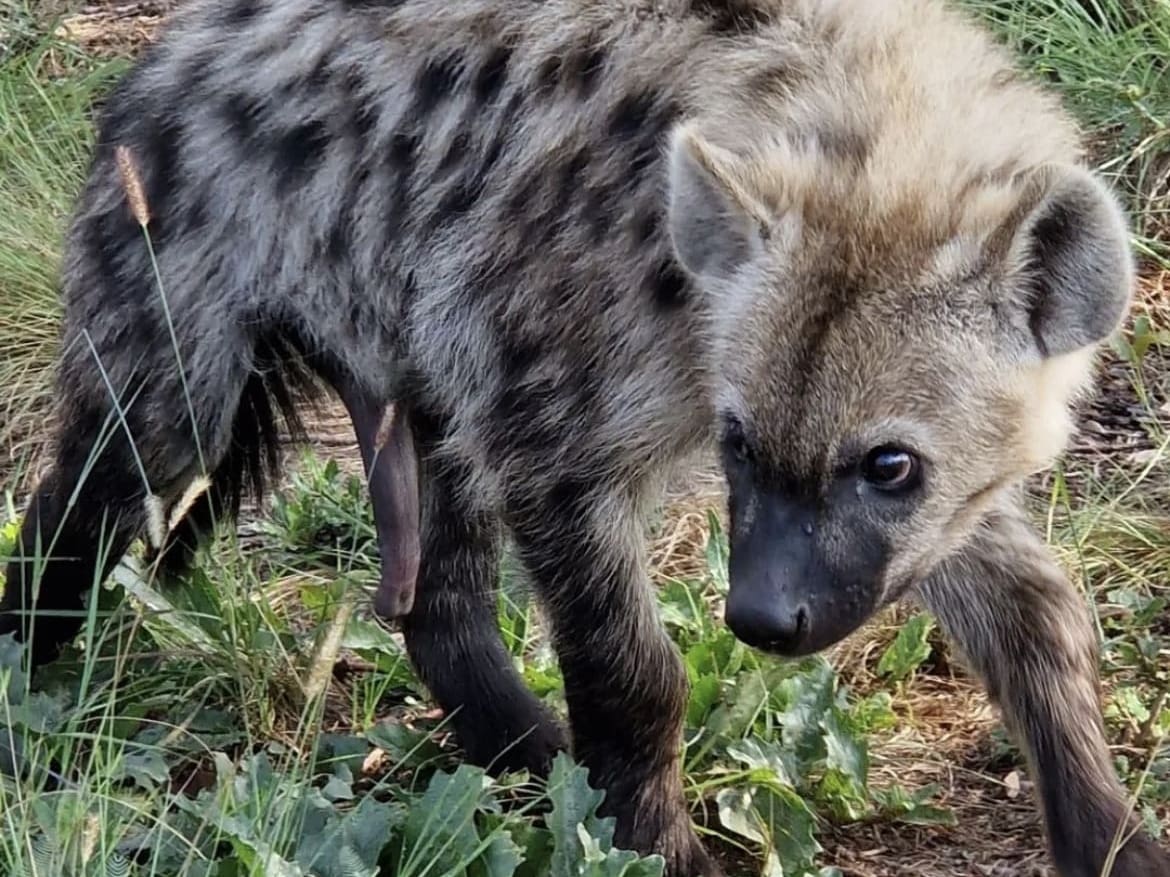 Juvenile female spotted hyena penis