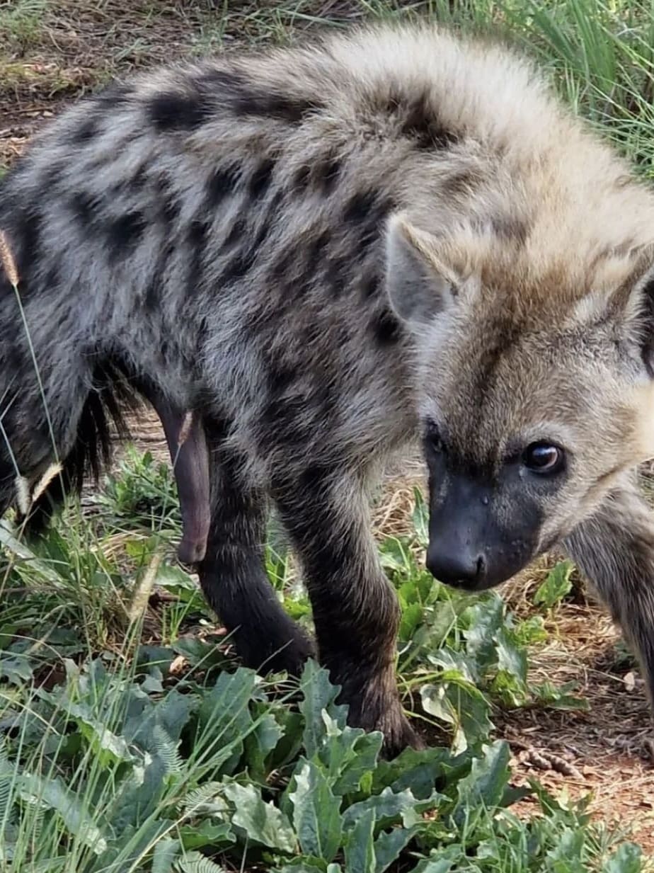 Juvenile female spotted hyena penis