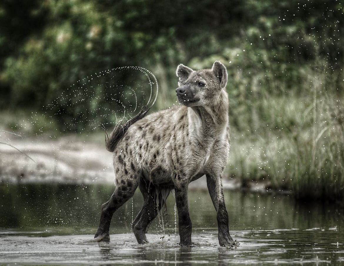 Spotted Hyena