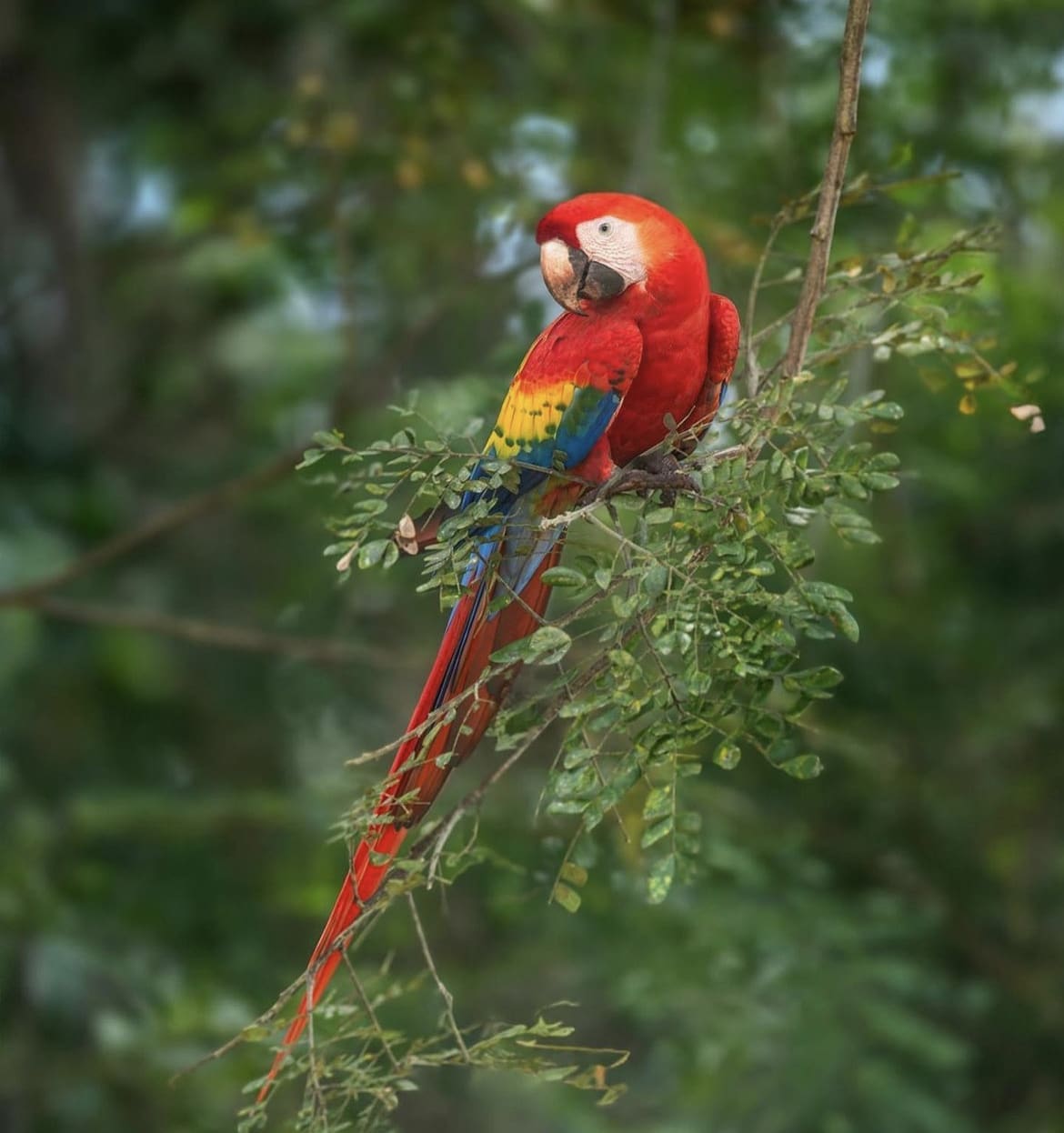 Scarlet Macaw