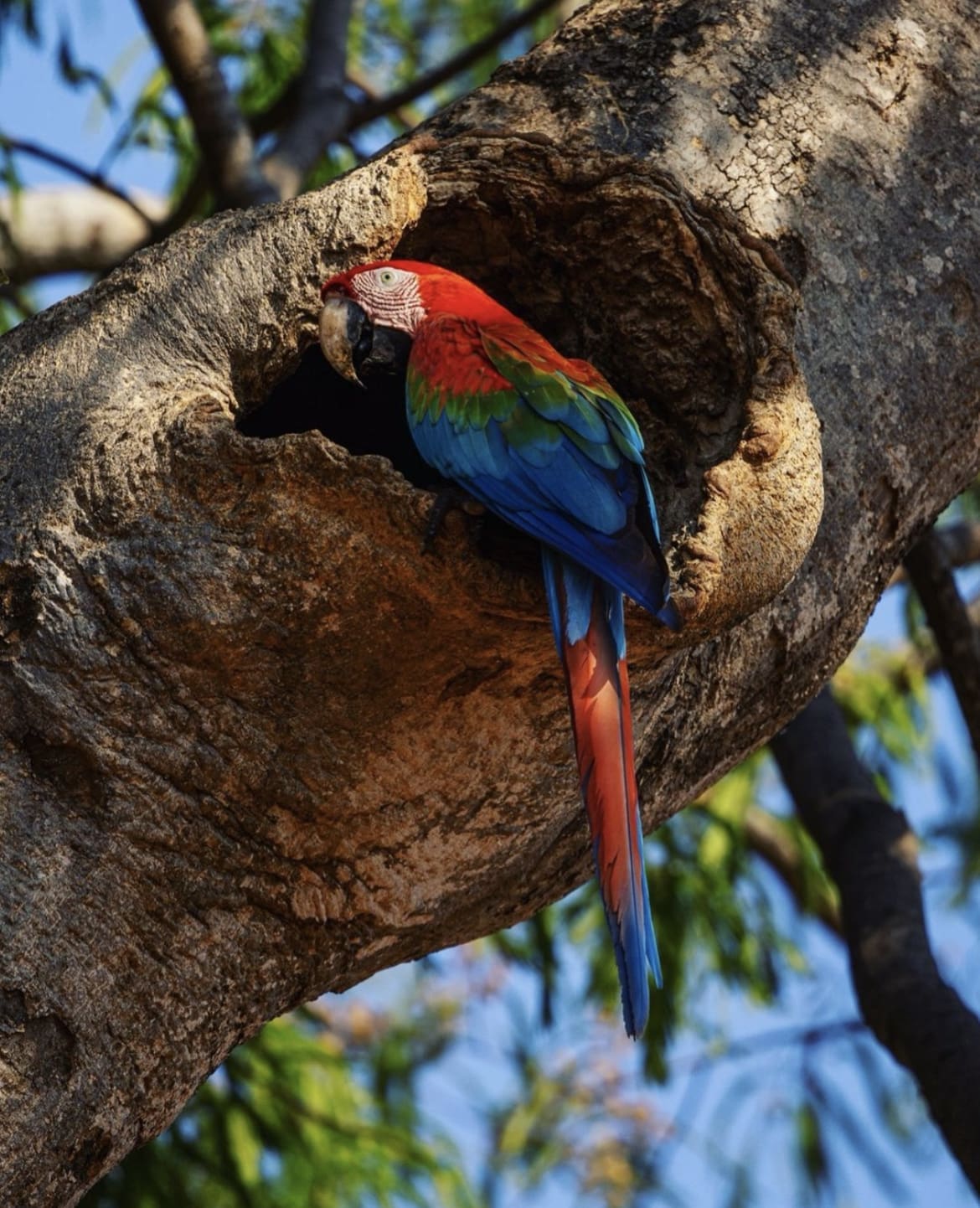 Red and Green macaw