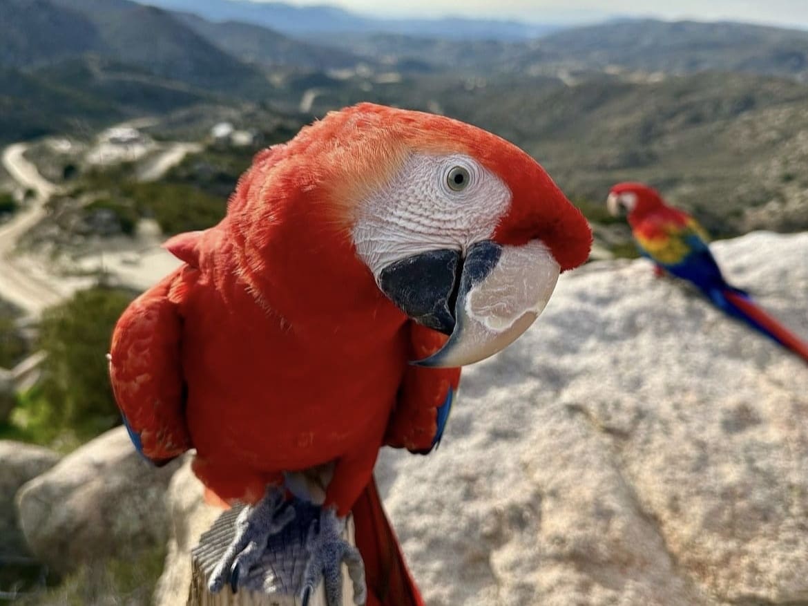Macaw closeup