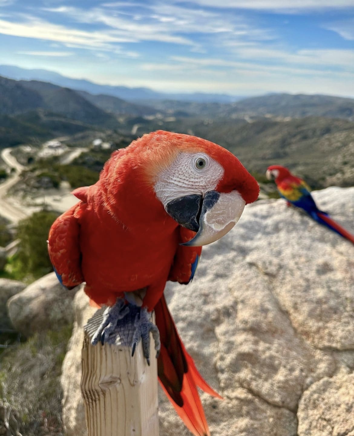 Macaw closeup