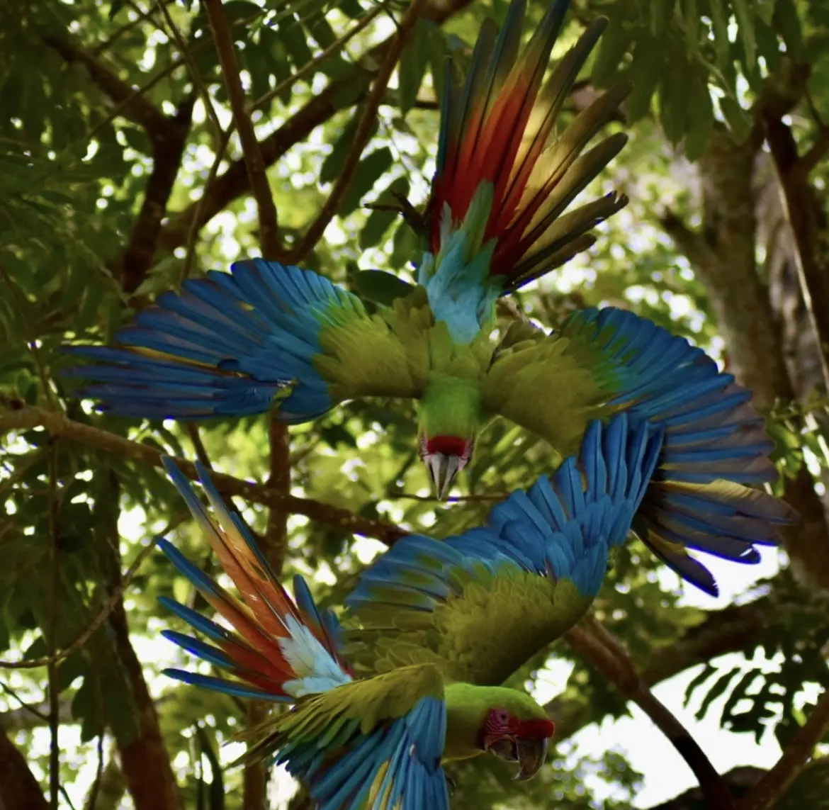 Great Green Macaw