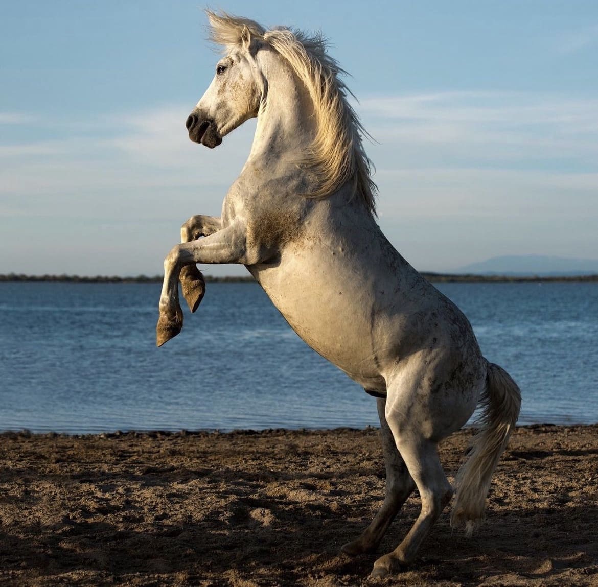 Horses in Camargue, France