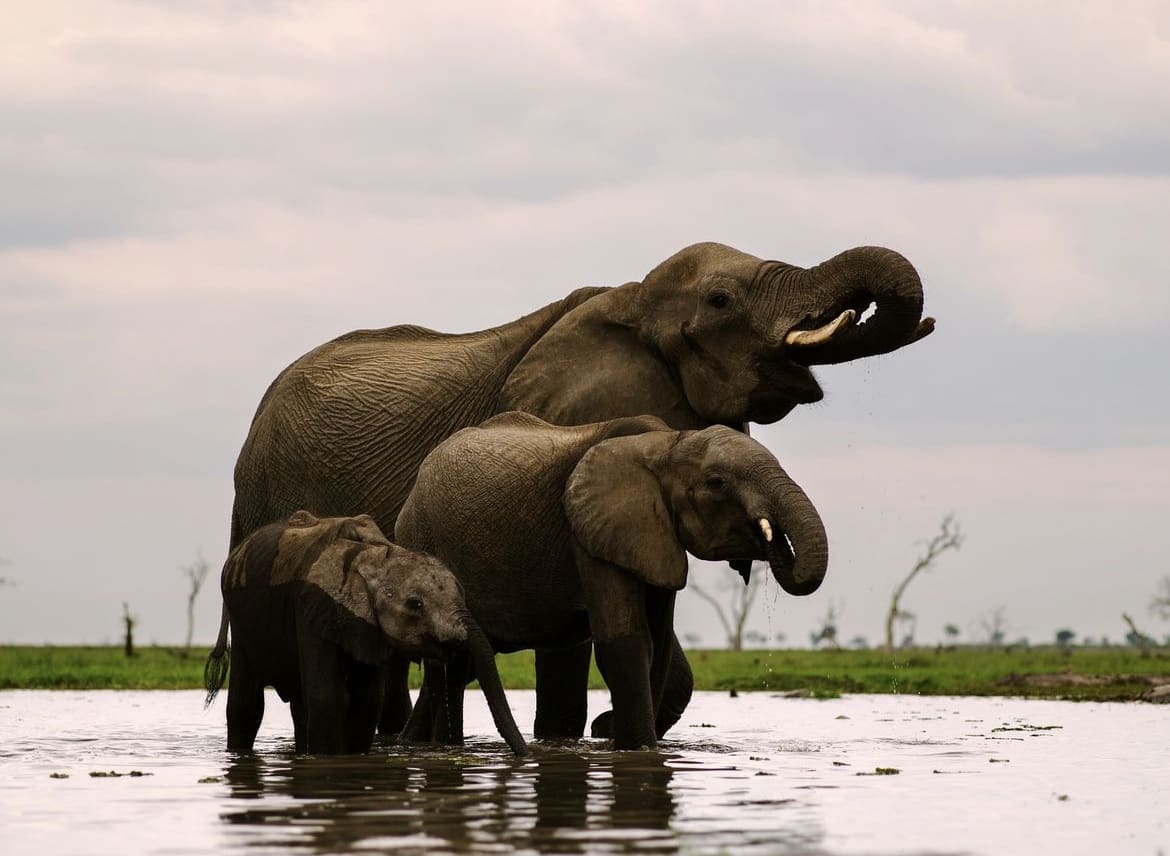 Elephants drinking in Botswana