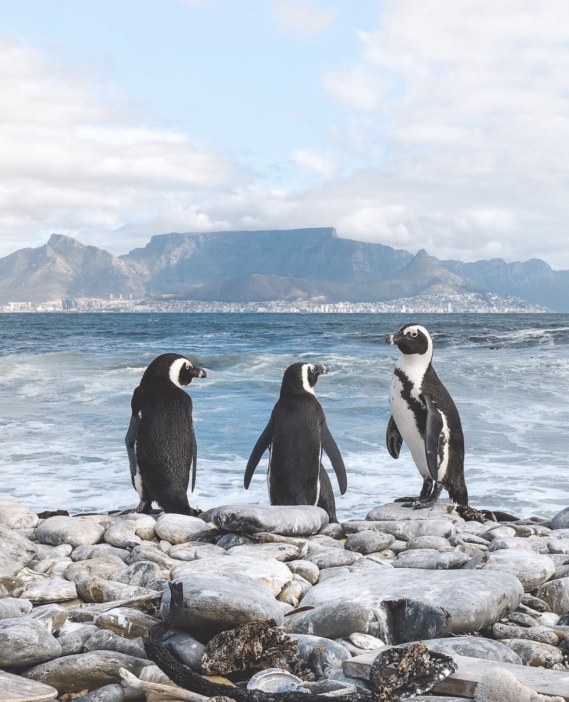 Penguins in Cape Town
