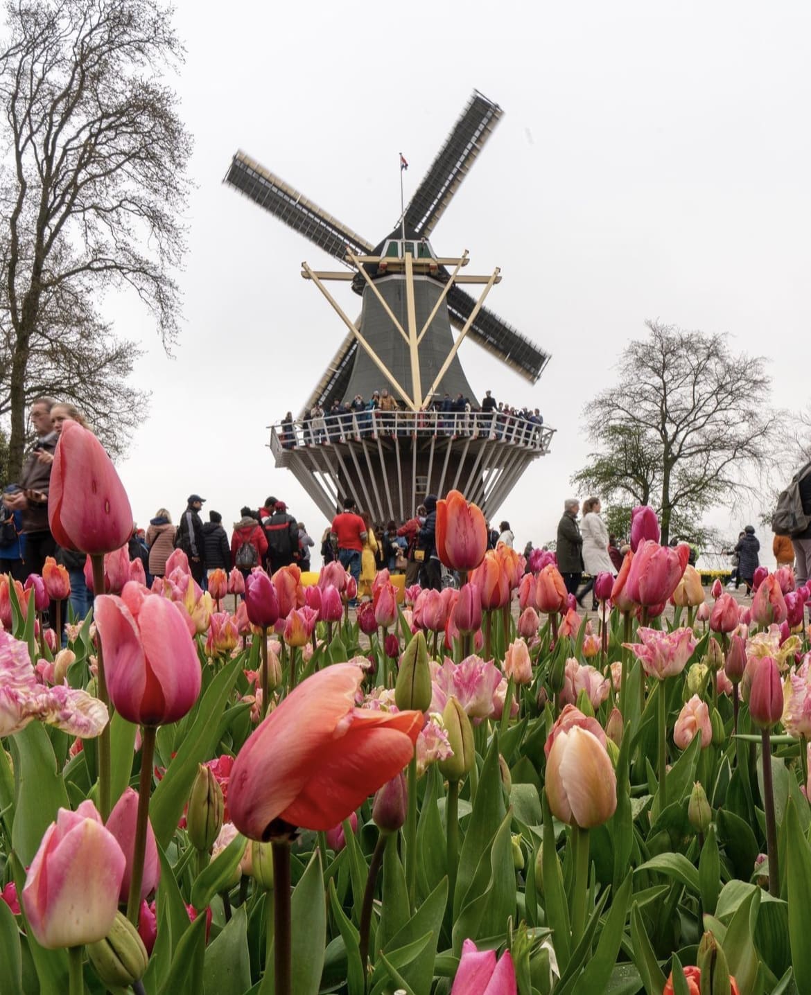Keukenhof Gardens