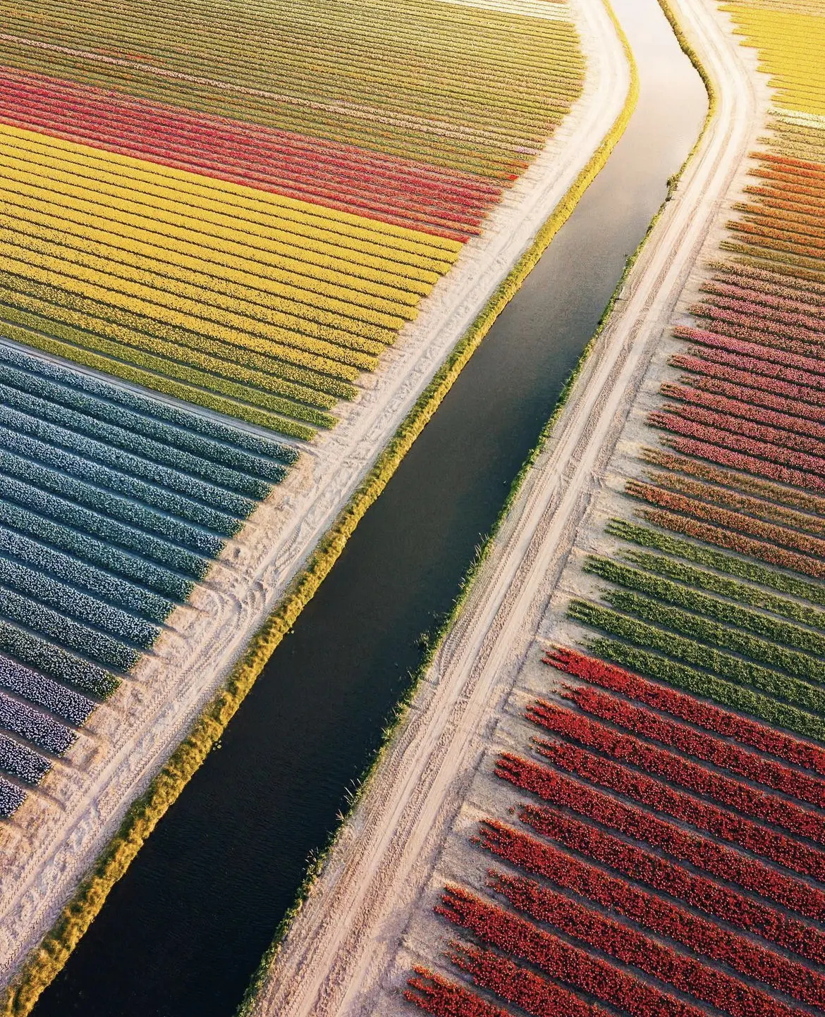 Keukenhof Gardens, Lisse - Tulip Gardens Near Amsterdam