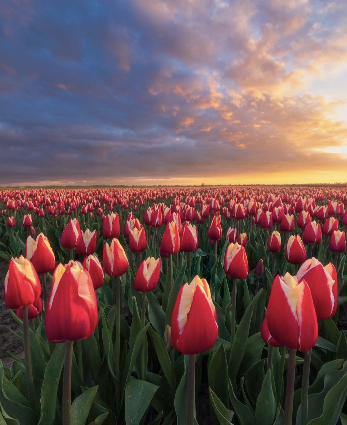 Zaanse Schans Tulip Gardens - Tulip Gardens Near Amsterdam