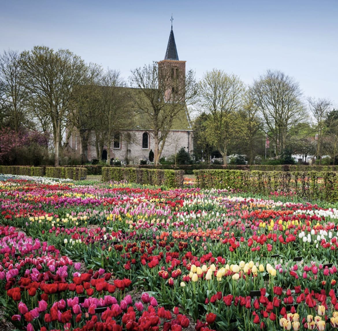 Hortus Bulborum, Limmen - Tulip Gardens Near Amsterdam
