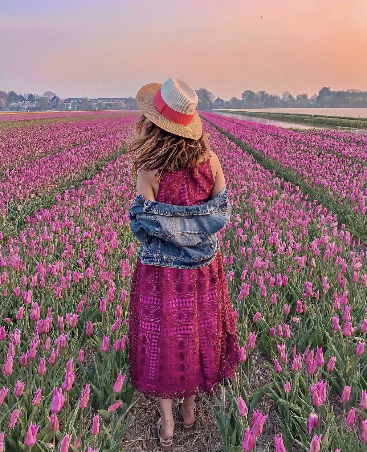 Haarlem tulip gardens