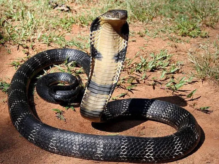King Cobra - Snakebites Are Rising In South Asia - Why?