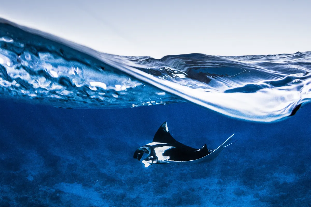The oceanic manta ray is also known as the giant manta ray (Mobula birostris). Credit: Simon Hilbourne