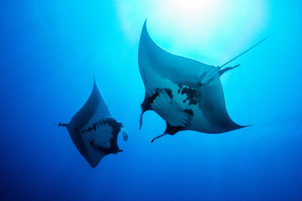 The oceanic manta ray is also known as the giant manta ray (Mobula birostris).