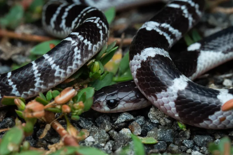 The Common Krait - Snakebites Are Rising In South Asia - Why?