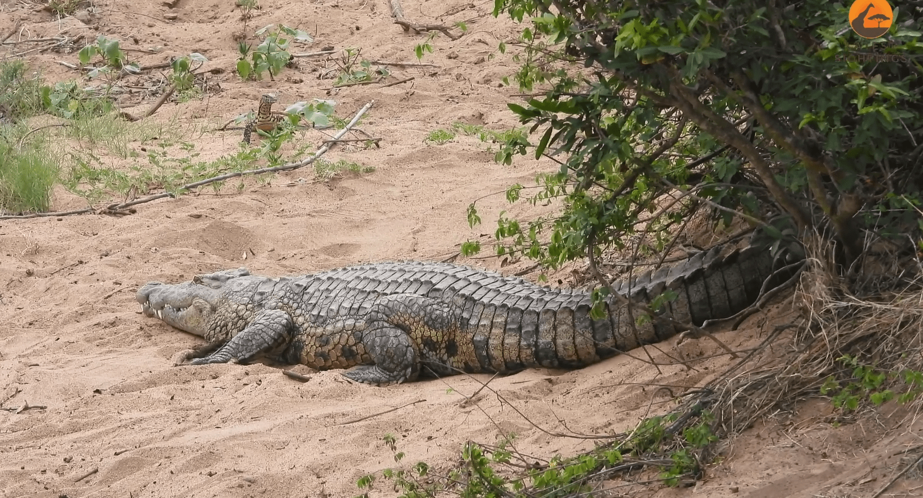 Nile monitor steals baby crocodile from mother in kruger national park