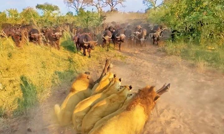 Buffalo sacrifices herself to a pride of lions to save her calf