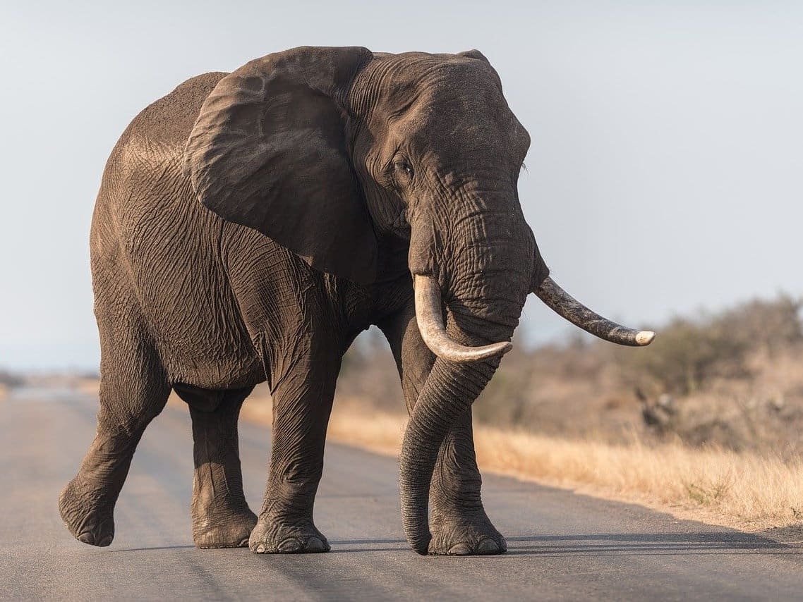 Why Botswana and Namibia Want Fewer Elephants