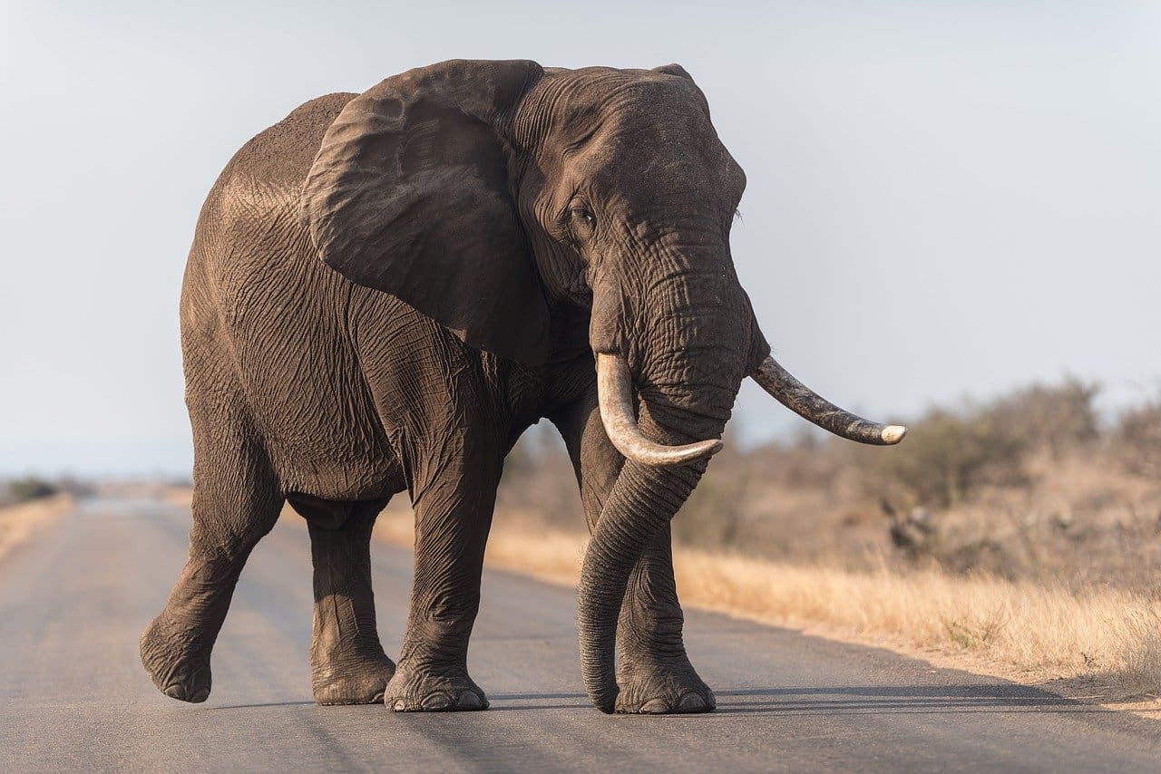 Why Botswana and Namibia Want Fewer Elephants