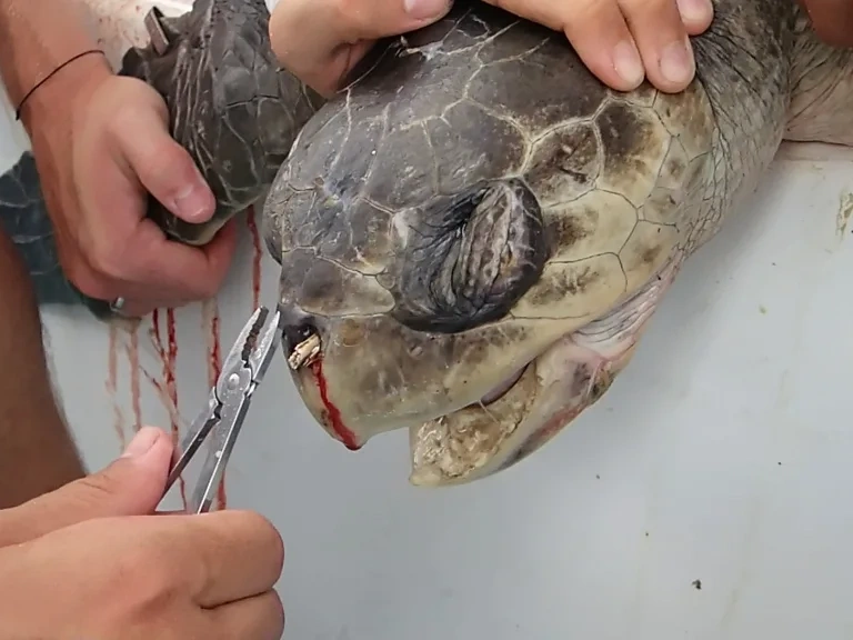 How A Turtle's Suffering Launched a War on Plastic Straws