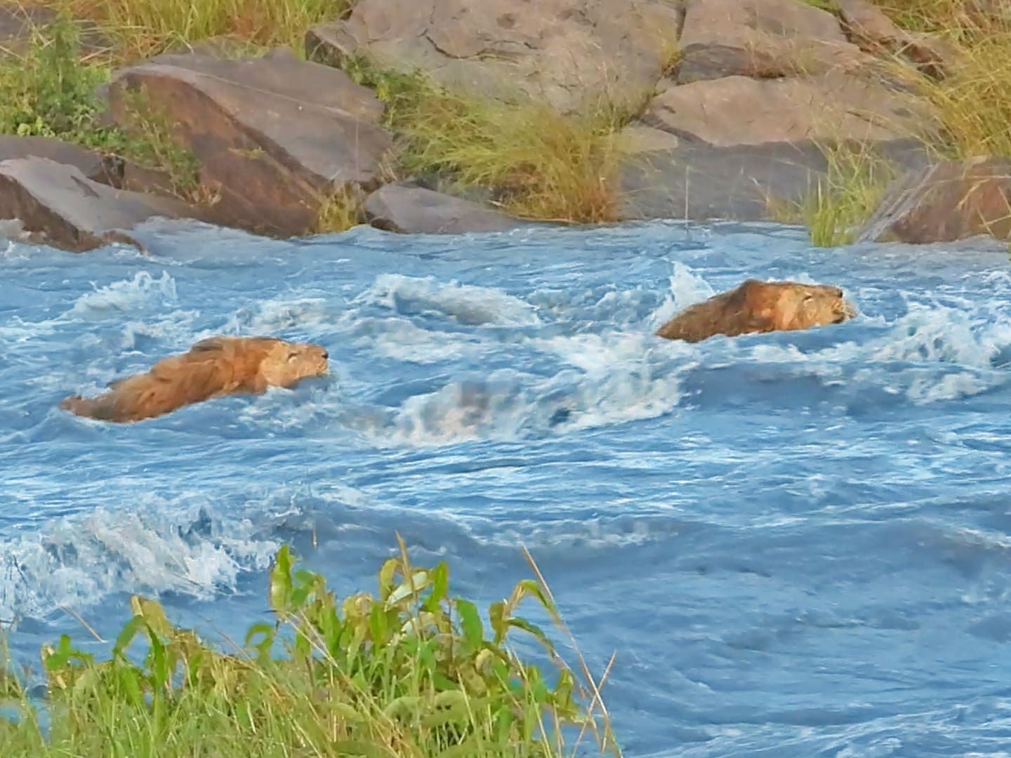 Male Lions Washed Away By A Raging River