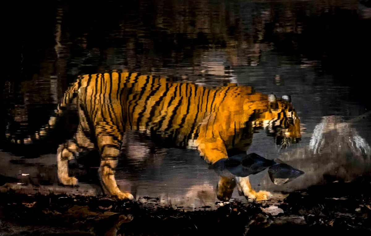 Bengal tiger, Ranthambore National Park, India