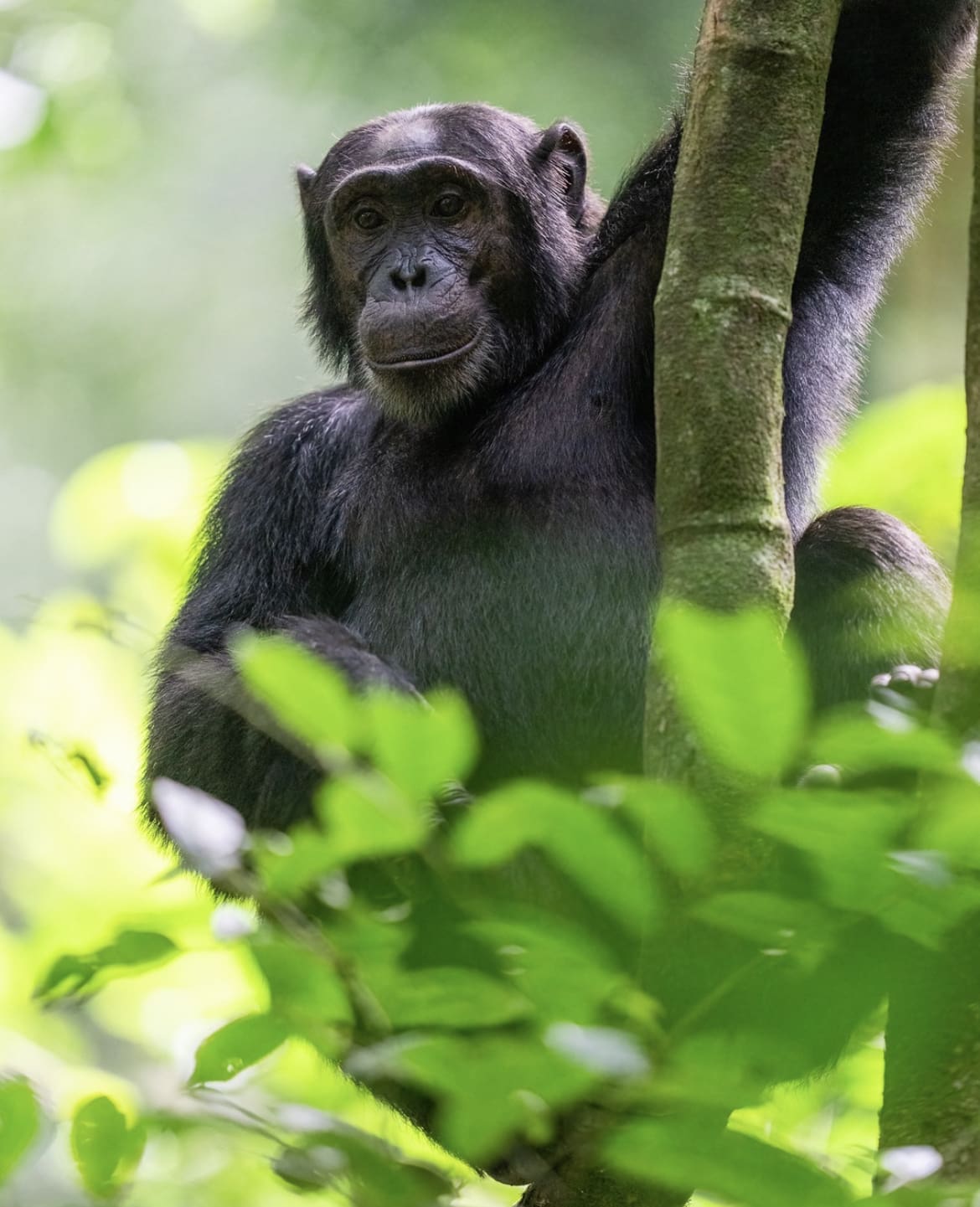 Chimp in Uganda