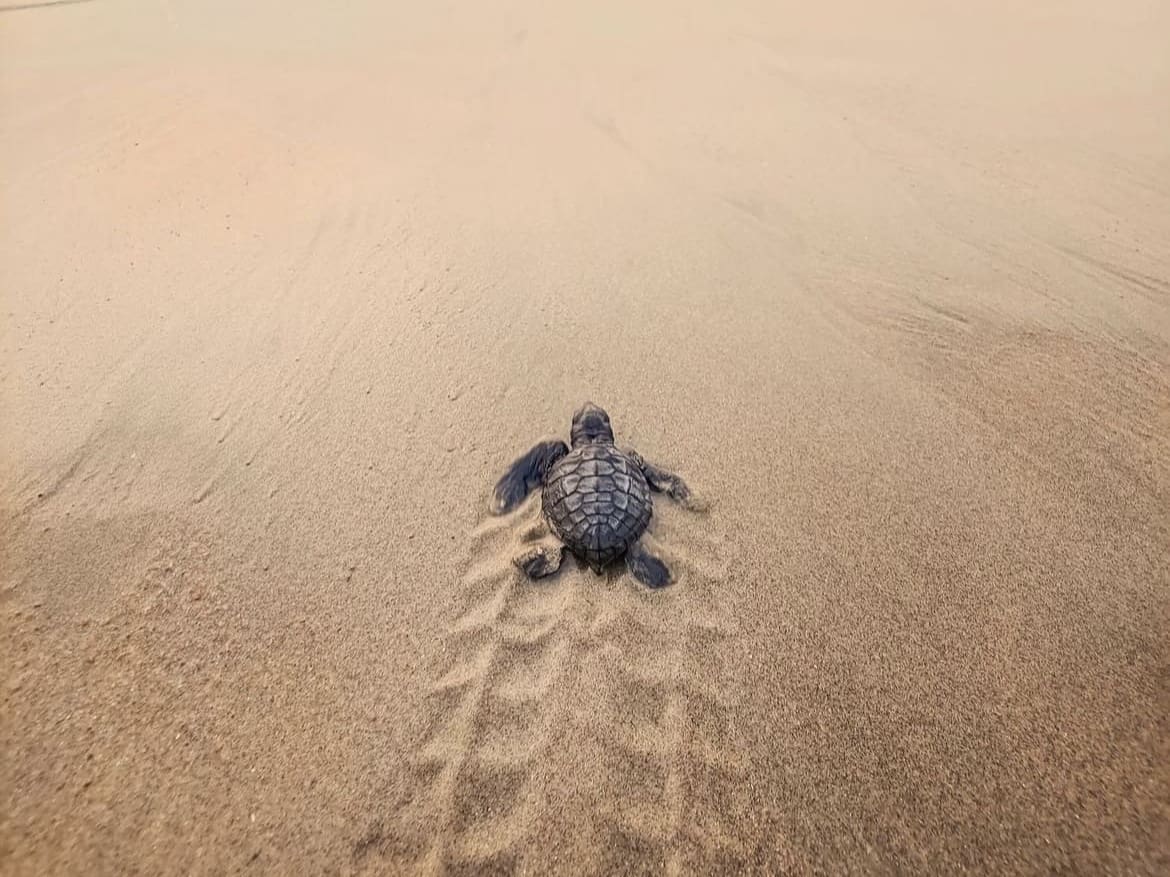 Baby turtle on the beach